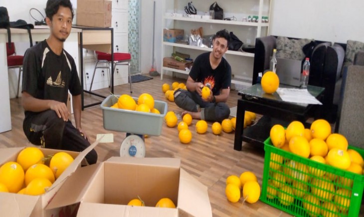 Petani buah melon Minions di Dramaga, Kabupaten Bogor. (Nicko/PanganNews.id)