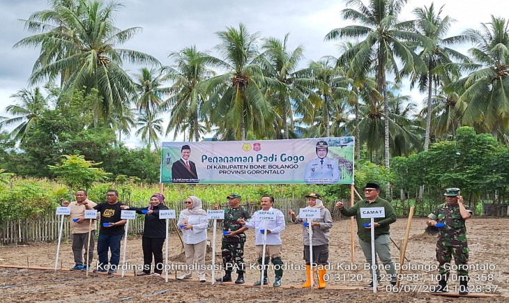 Penanaman Padi Gogo di Kabupaten Bone Bolango Gorontalo