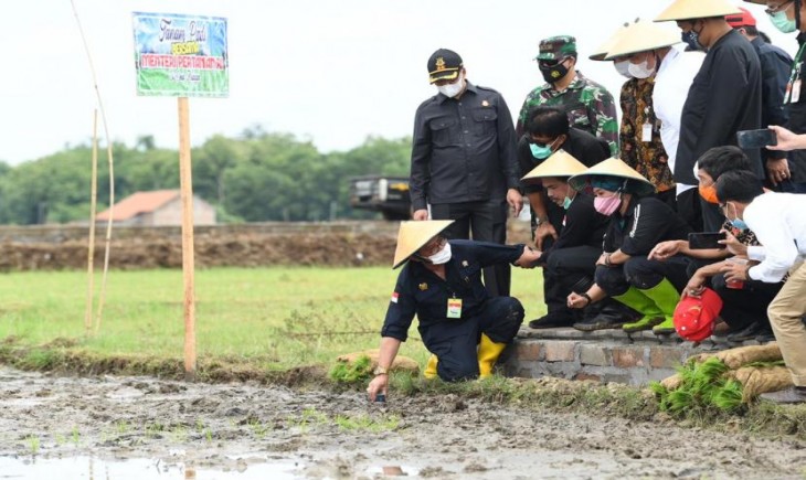 Foto : Penanaman Padi Dengan Menggunakan Varietas Unggul. Sumber Foto : Republika