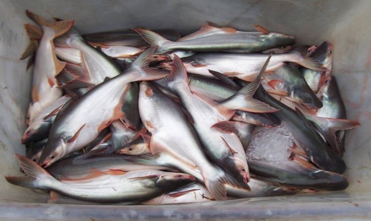 Ilustrasi ikan patin. (Foto : GDM Organik)