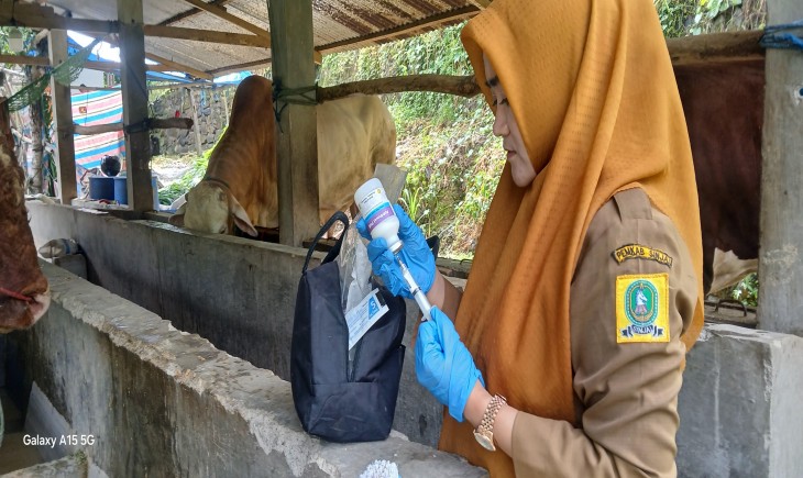 Tren Kasus PMK di Sinjai Menurun, Penanganan Pemerintah Berdampak Positif. (Foto: Dok. Kementan)