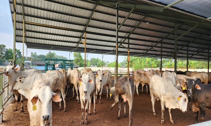 Mentan Amran memastikan jumlah ketersediaan hewan kurban baik sapi, kerbau, kambing, dan domba untuk memenuhi kebutuhan nasional sangat mencukupi bahkan surplus. (Foto: Dok. Kementan)