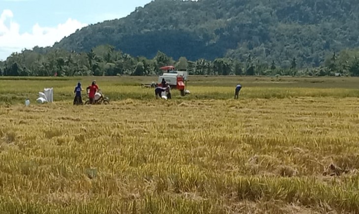 BPS: Produksi Beras Hingga Oktober 2025 Surplus 3,7 Juta Ton. (Foto: dok. Kementan)