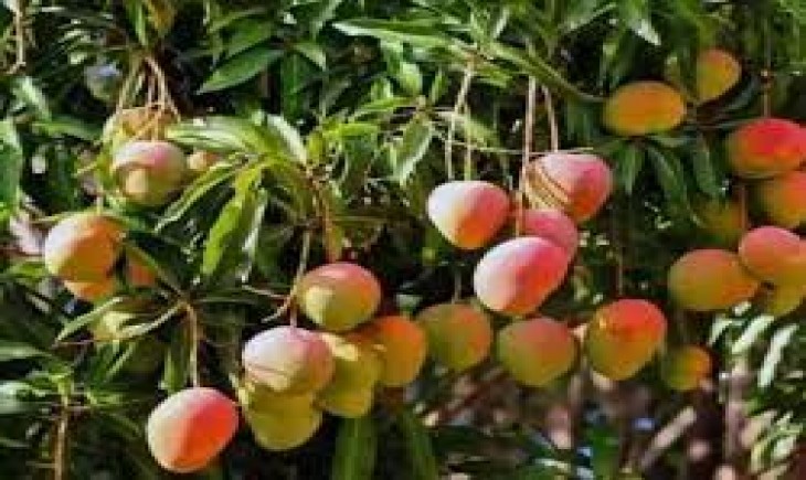 Foto : Pohon Mangga Varietas Gedong Gincu.