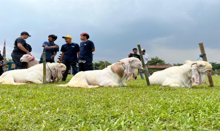 TNI AU Gelar Kontes Domba, Kementan Promosikan Domba Lokal Jadi Andalan. (Foto: dok. Kementan)
