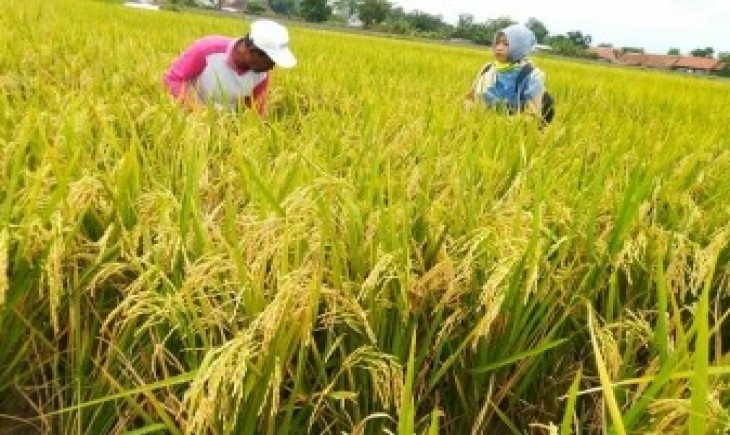 Foto : Panen Raya Padi di Cirebon.