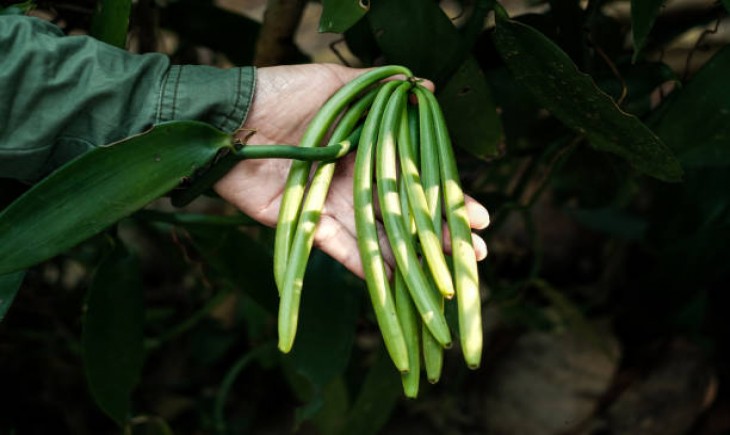 Pelajari cara menanam vanili secara tepat. Dari persiapan lahan, penanaman, hingga perawatan untuk hasil panen optimal. (iStockphoto)