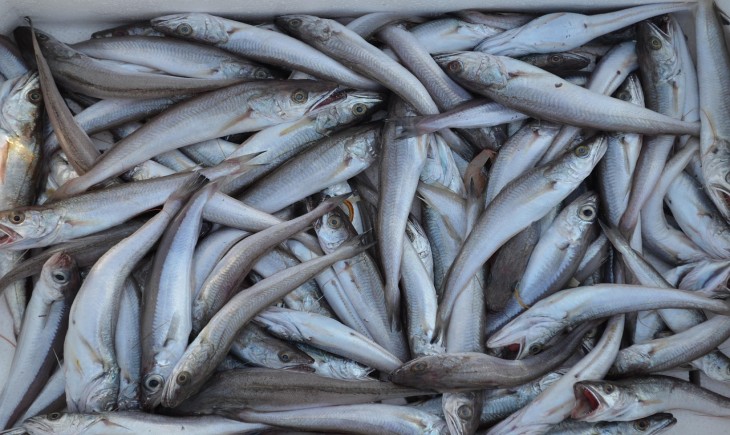 Ilustrasi Ikan segar. (Foto : Pixabay)