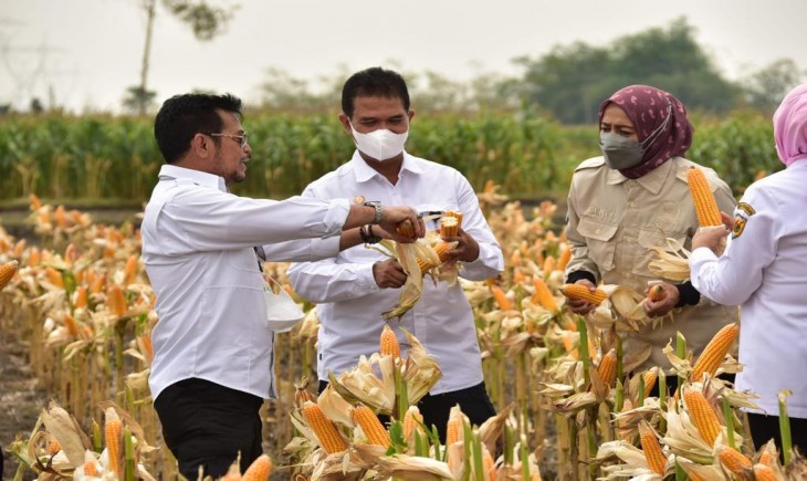Foto : Mentan Melakukan Panen Jagung Nusantara Secara Serempak di Berbagai Provinsi Yang Ada di 130 Kabupaten Seluruh Indonesia.