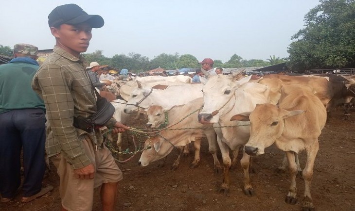Salah satu pedagang sapi di Jonggol, Dedi (egi/Pangannews.id)