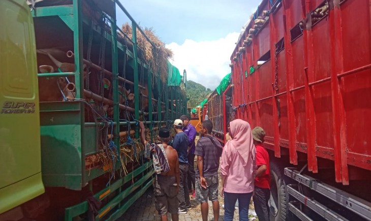 Pemerintah mengatur ulang jalur distribusi pengiriman sapi dari Nusa Tenggara Barat ke Pulau Jawa guna mengantisipasi lonjakan kebutuhan hewan kurban menjelang Idul Adha 2025. (Foto: dok. Kementan)