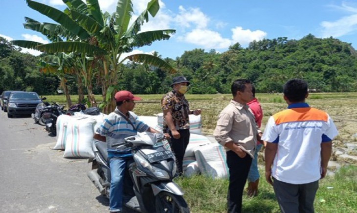 Foto : Satuan Kerja Penyerapan Gabah Bulog Cabang Bima Turun ke Lapangan.