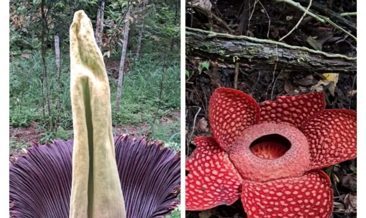 Bunga rafflesia Arnoldii dan bunga bangkai yang mekar. (Foto : Antara/BKSDA Sumbar)