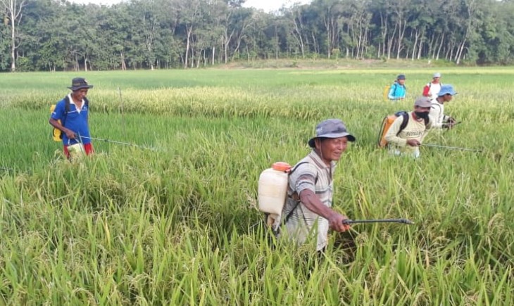 Foto : Strategi Pemberdayaan Petani dalam Memasyarakatkan Penerapan Sistem Pengendalian Hama Terpadu yang Ramah Lingkungan. Sumber Foto : Media Indonesia