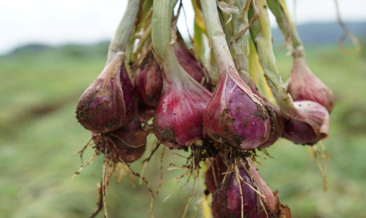 Foto : Bawang Merah.