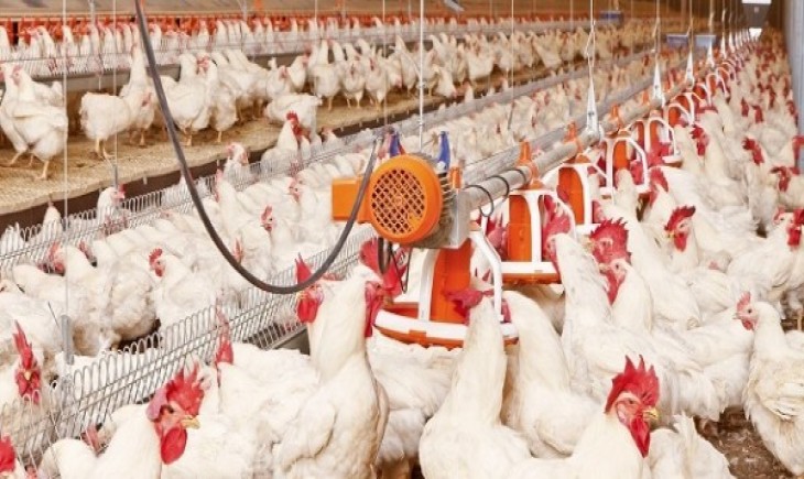 Foto : Direktorat Jenderal PKH  Pastikan Stabilisasi Harga Perunggasan Nasional Aman. Sumbr Foto : telusur.co.id