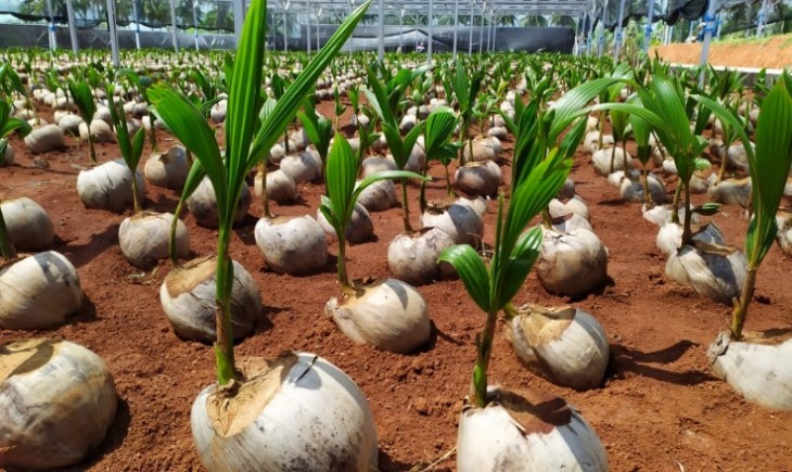 Foto : Bibit Kelapa Genjah .