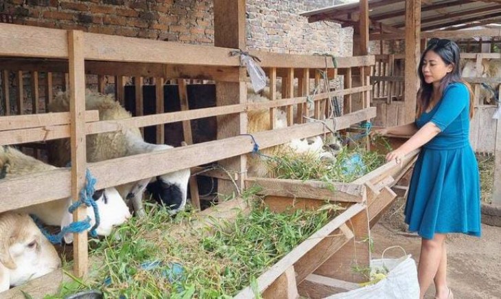 Dengan strategi ini, Adi berharap dapat mencapai target penjualan 300 ekor kambing (Istimewa)