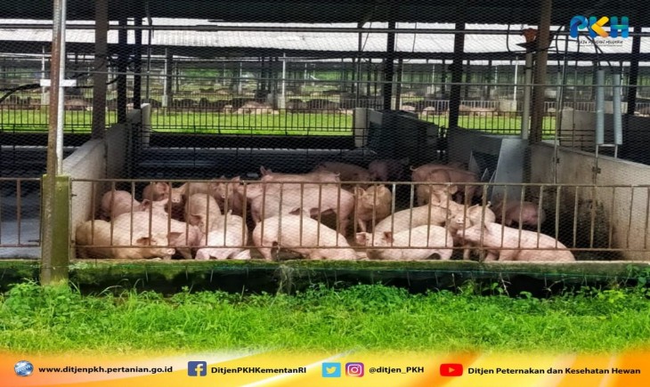 Foto : Tercatat Kasus Kematian Babi Sepanjangan Tahun 2021 di Seluruh Sumut Mengalami Penurunan.
