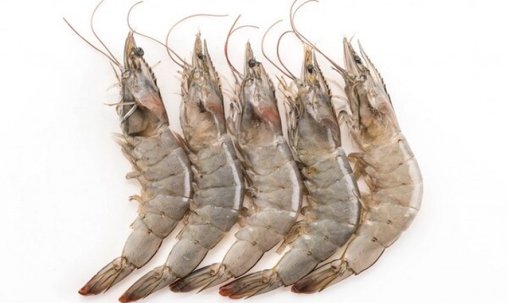 Udang Vaname