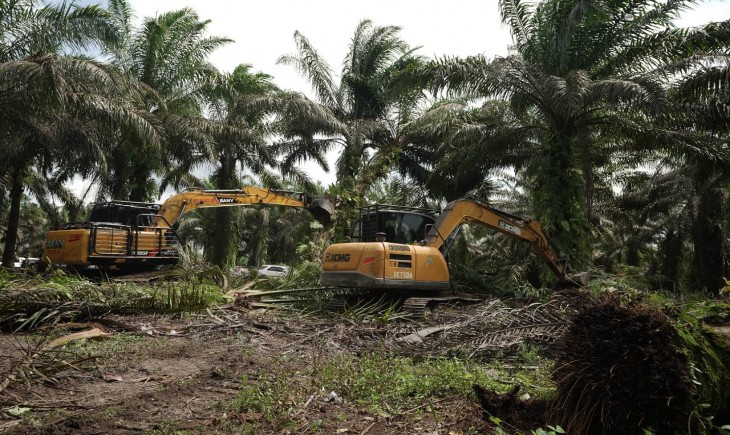 Penumbangan sawit dan penanaman pohon di Desa Bagan Limau, Kecamatan Ukui, Kabupaten Pelalawan, Sabtu (20/12/2025). (Foto : Media Center Riau)