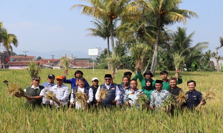 DKP3 Kota Sukabumi bersama Kelompok Tani Seroja Kecamatan Cibeureum melaksanakan panen padi IP400 (sukabumi.go.id)