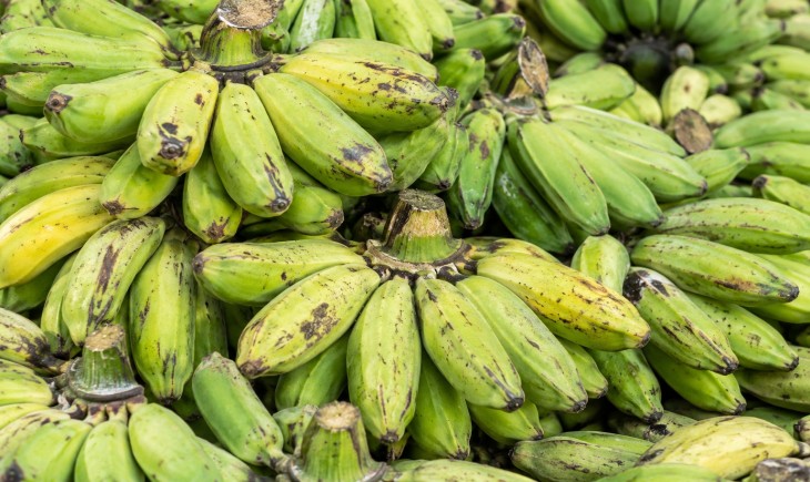 Produksi pisang kepok di Kalimantan Timur (Kaltim) mencapai 129.386 ton dari total luas panen 3.085 hektare.