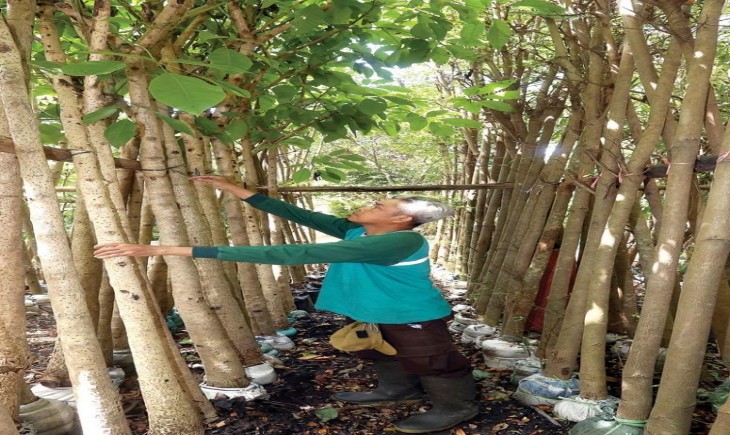Koordinator Kebun Bibit Wonorejo, Yudi (Jawapos.com)