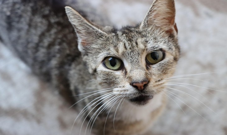 Jakarta siapkan Pergub larangan perdagangan daging anjing dan kucing. (Foto : Pixabay)