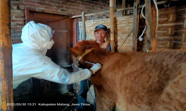 Cara Jitu Tingkatkan Produksi Daging Kerbau Rawa: Optimalisasi Sistem Pemeliharaan
