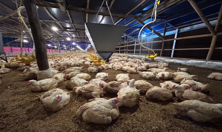 Kementerian Pertanian Tegaskan Komitmen Stabilkan Harga Ayam Hidup Lewat Pengendalian Produksi. (Foto: dok. Kementan)