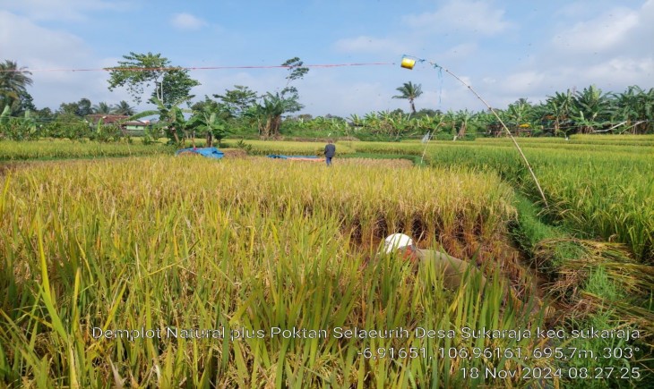 Memasuki Masa Panen, Petani Sukabumi Justru Resah. (Foto: Dok. Kementan)