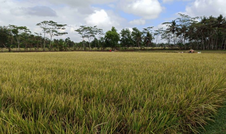 Foto : Budidaya Padi Salibu.
