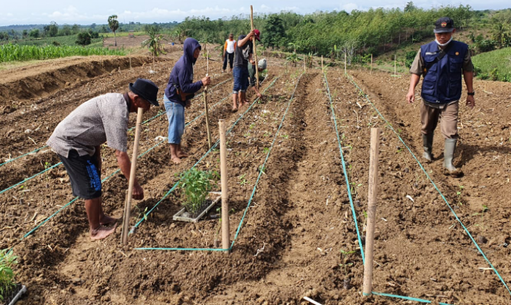 Foto : Kabupaten Wajo Pada Tahun 2022 Telah Mencanangkan Program Integrated Farming Seluas 400 ha .