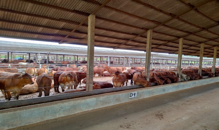 Foto : Peternakan Sapi.