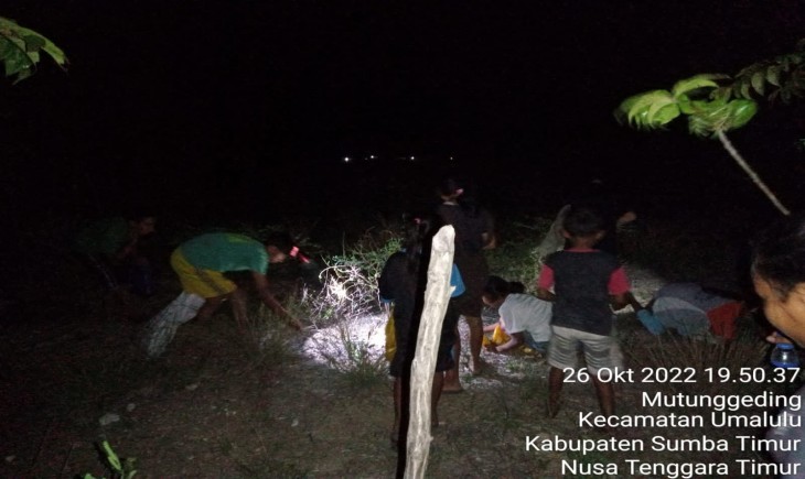 Foto : Penangkapan Belalang pada Malam Hari di Sumba Tengah.