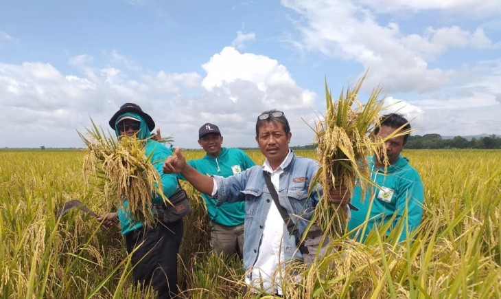 Foto : Petani di Bojonegoro Tetap Laksanakan Panen Meski Sempat Terendam Banjir.