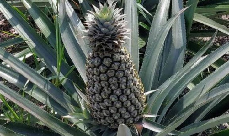 Nanas Bikang diusulkan jadi produk indikasi geografis Bangka Selatan. (Foto : Antara)