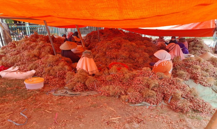 Foto : Bawang Merah.