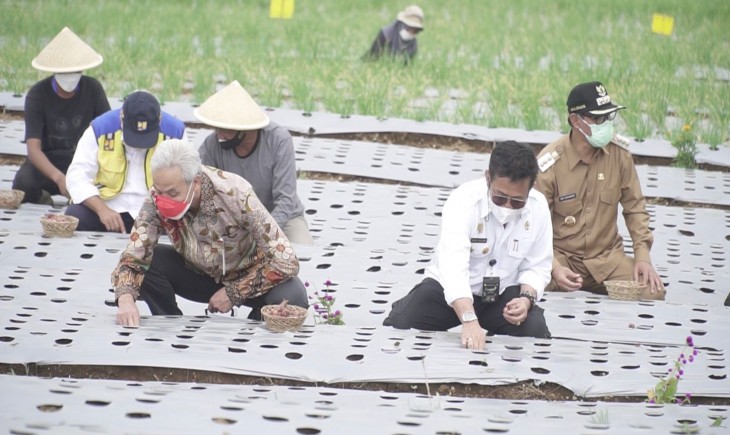 Foto : Presiden Jokowi Didampingi Mentan Syahrul dan Gubernur Jateng Ganjar, Kompak Tanam Bawang di Kabupaten Temanggung.