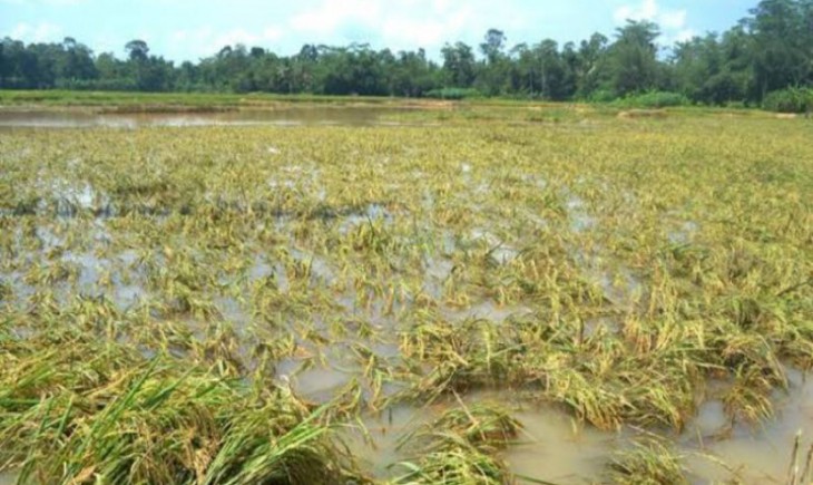 Foto : Sawah di Sulbar Terendam Banjir. Sumber Foto : Suarajatim.co.id