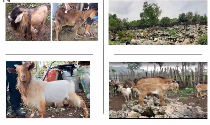 Kambing lokal di Timur Indonesia masuk zona rawan genetik. (Foto : BRIN)