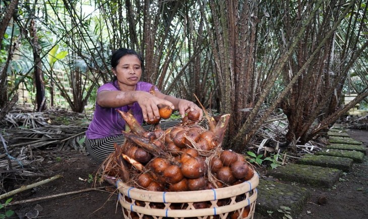 Agroforestri Salak Indonesia Menerima Pengakuan Sistem Warisan Pertanian Penting Dunia (GIAHS) dari FAO. (Foto: Dok. Kementan)