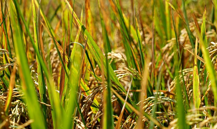 DPRD Tangerang wanti-wanti risiko gagal panen awal tahun. (Foto : Pixabay)
