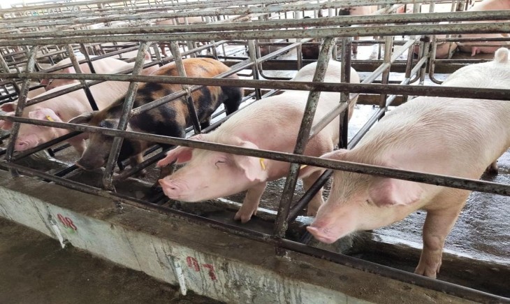 Foto : Peternakan Babi di Siborong-borong, Sumatera Utara.