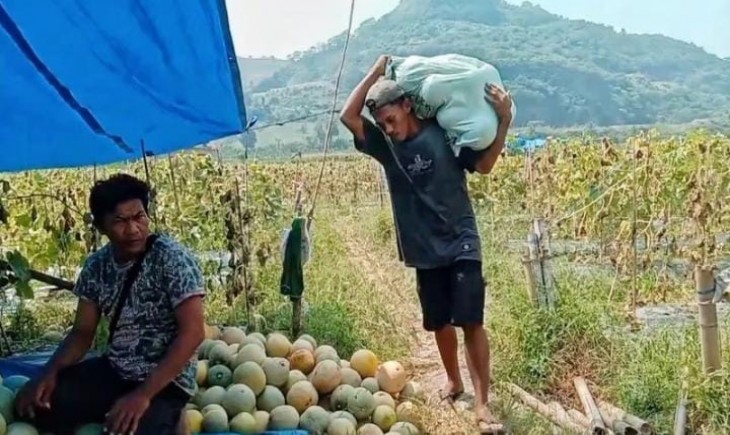 Petani buah melon di Desa Sidoluhur, Kecamatan Ketapang, Lampung Selatan memanen buah melon sebelum waktu masa panen. (Lampost)
