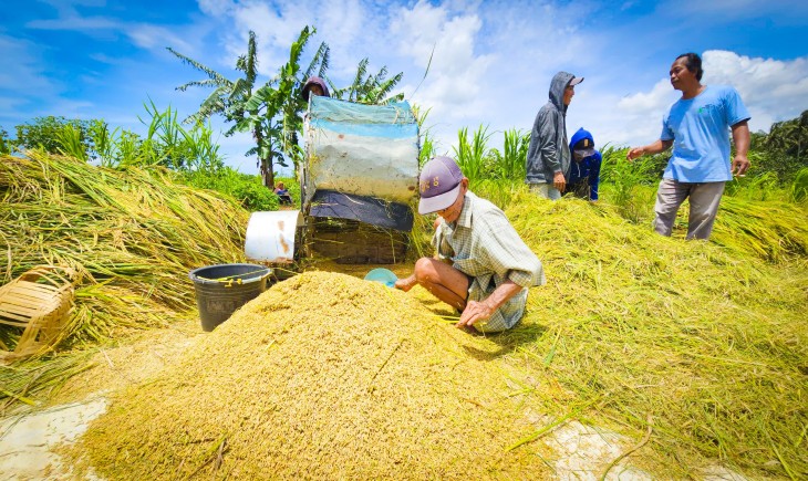 Harga Gabah di Bawah HPP, Petani Kulonprogo Menjerit dan Berharap Bulog Segera Bertindak. (Foto: Dok. Kementan)