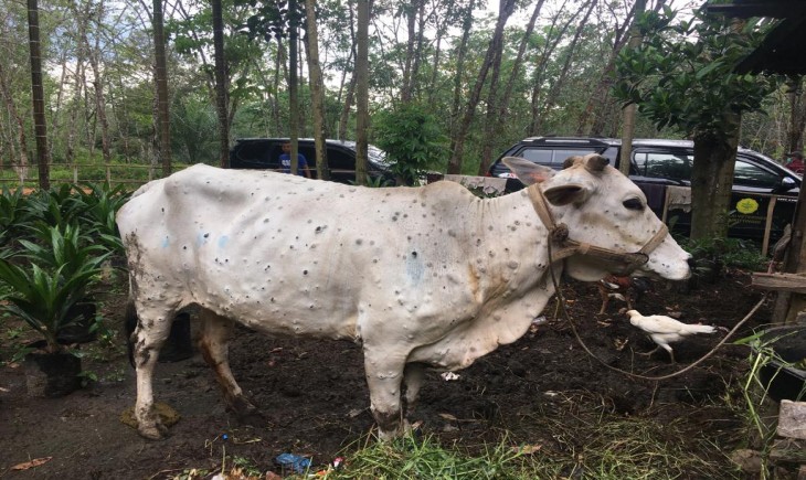 Foto : Kementan Pastikan Lumpy Skin Disease (LSD) pada Sapi yang sedang Terjangkit di Provinsi Riau Tidak Berbahaya bagi Kesehatan Masyarakat.